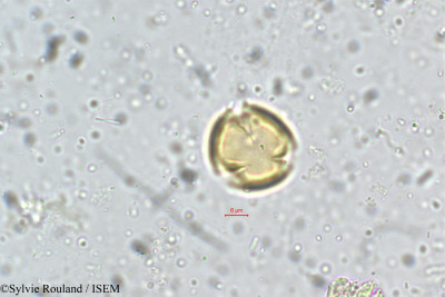 Dalbergia spinosa - lame n° 5328