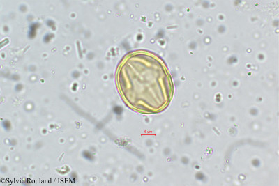 Dalbergia spinosa - lame n° 5328