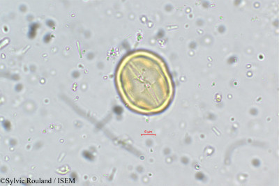 Dalbergia spinosa - lame n° 5328