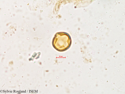 Dalbergia volubilis - lame n° 3989