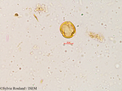 Dalbergia volubilis - lame n° 3989