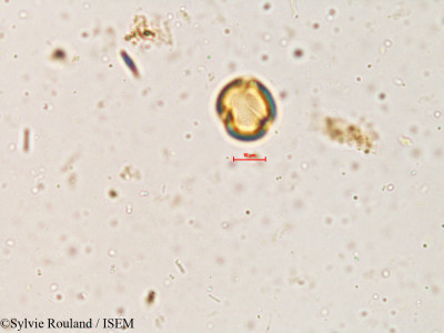 Dalbergia volubilis - lame n° 3989