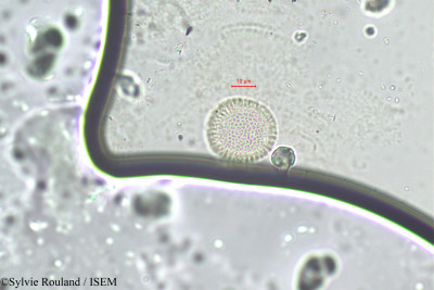 Daphne caucasica - lame n° 256