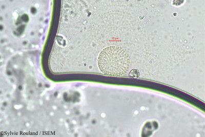 Daphne caucasica - lame n° 256