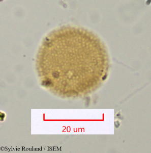 Sylvie.Rouland/Daphne_gnidium_1081/Daphne_gnidium_1081_0001(copy)_thumb.jpg