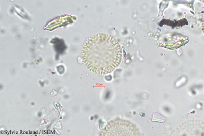 Daphne mezereum - lame n° 255