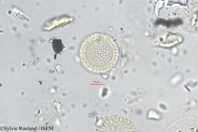 Daphne mezereum - lame n° 255