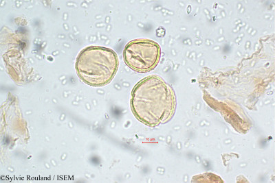 Daphniphyllum neilgherrense - lame n° 5800