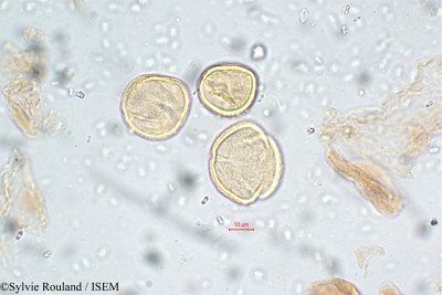 Daphniphyllum neilgherrense - lame n° 5800