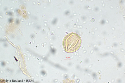 Daphniphyllum neilgherrense - lame n° 5800