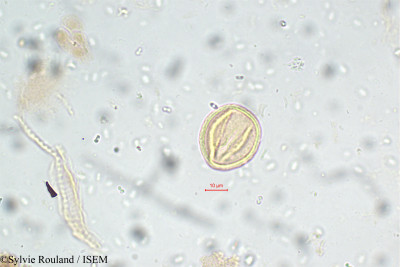Daphniphyllum neilgherrense - lame n° 5800
