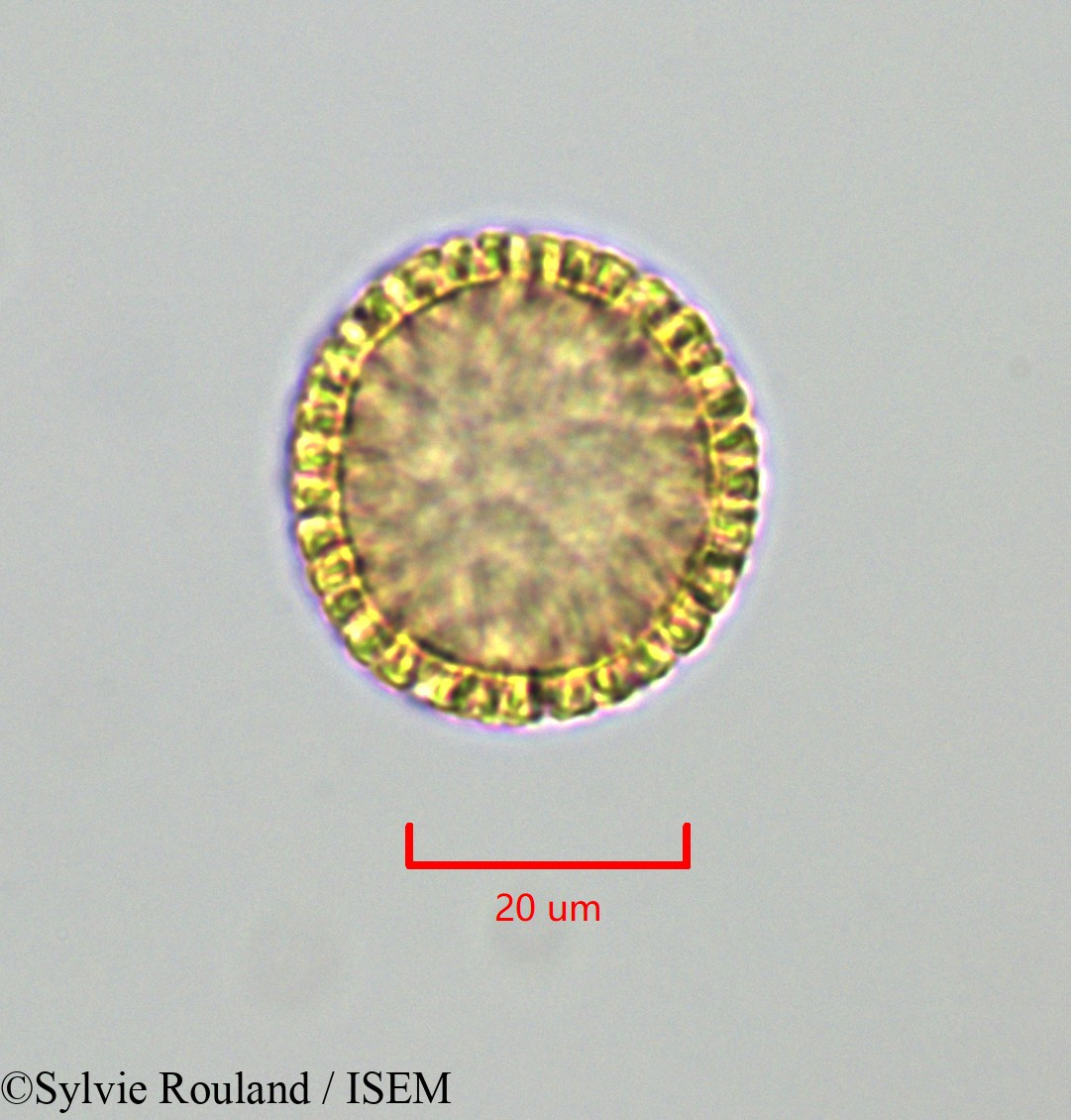 Sylvie.Rouland/Daphnopsis_americana_47274/Daphnopsis_americana_47274_0001(copy).jpg