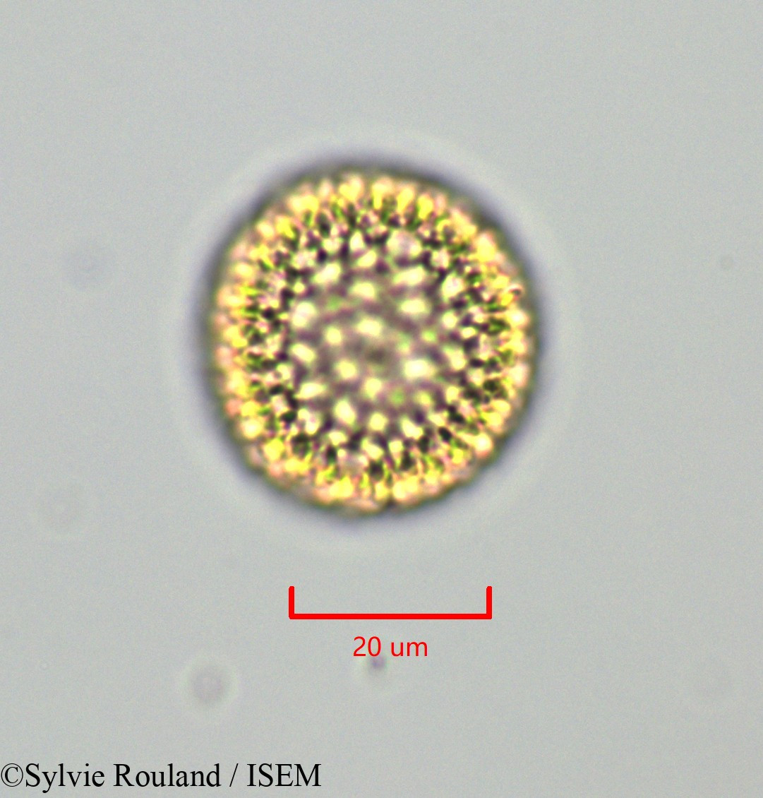 Sylvie.Rouland/Daphnopsis_americana_47274/Daphnopsis_americana_47274_0002(copy).jpg