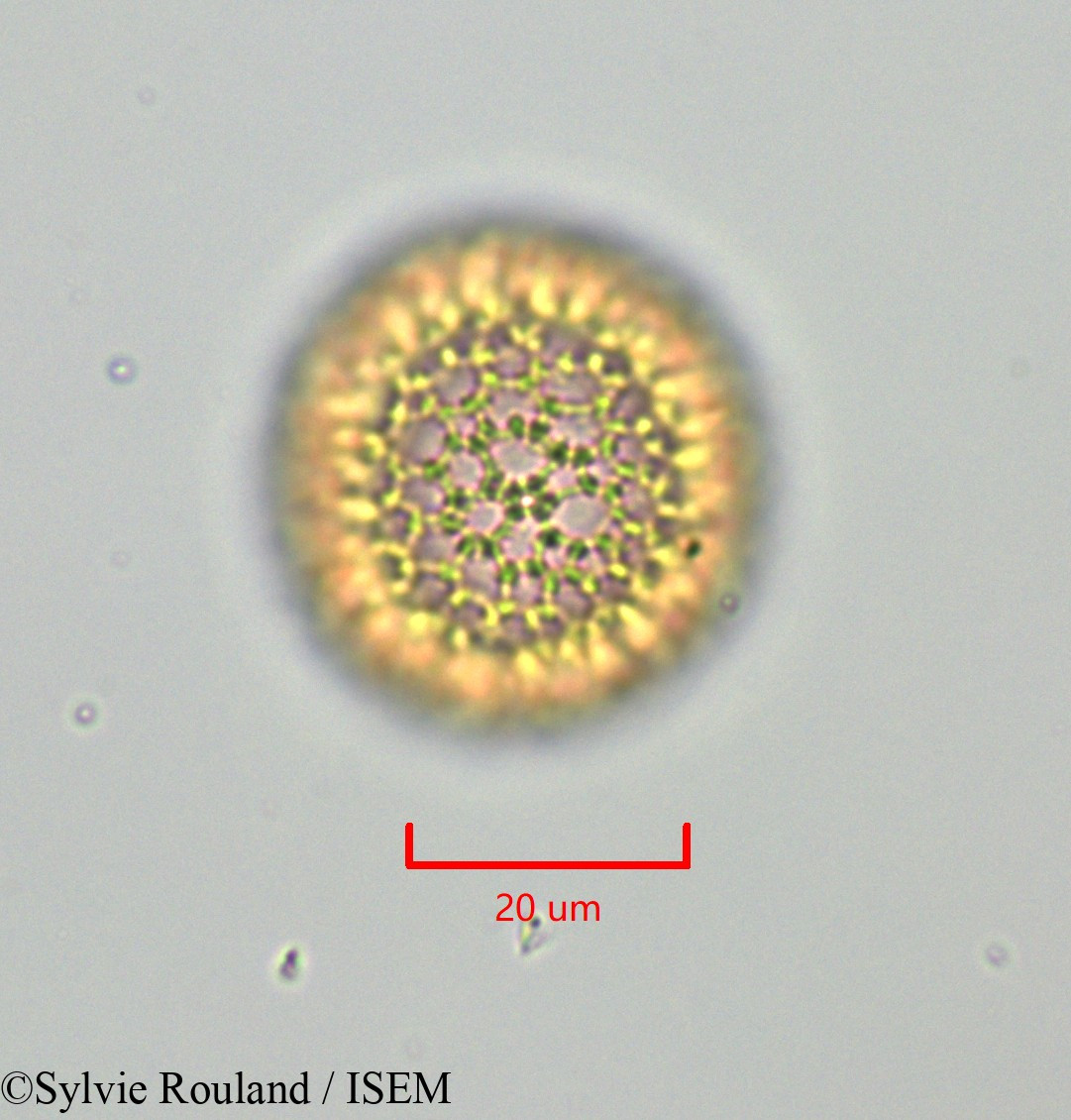 Sylvie.Rouland/Daphnopsis_americana_47274/Daphnopsis_americana_47274_0003(copy).jpg
