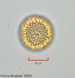 Daphnopsis americana - lame n° 47274