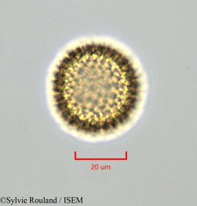 Daphnopsis americana - lame n° 47274