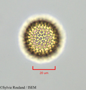 Daphnopsis americana - lame n° 47274