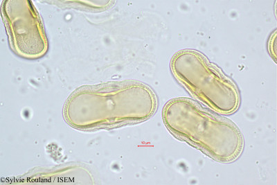 Sylvie.Rouland/Daucus_littoralis_419/Daucus_littoralis_419_0001(copy)_thumb.jpg