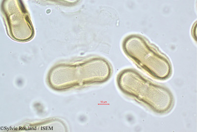 Daucus littoralis - lame n° 419