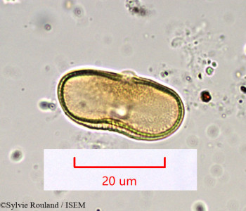 Sylvie.Rouland/Daucus_muricatus_919/Daucus_muricatus_919_0001(copy)_thumb.jpg