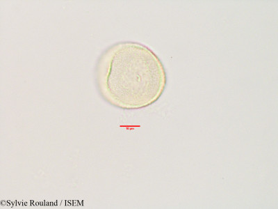 Decarydendron lamii - lame n° 3406