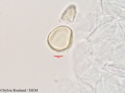 Decarydendron lamii - lame n° 3406