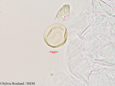 Decarydendron lamii - lame n° 3406