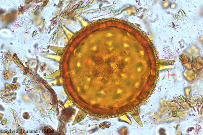Sylvie.Rouland/Decaschistia_trilobata_5024/Decaschistia_trilobata_5024_0001(copy)_thumb.jpg