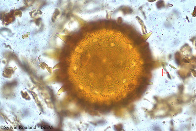 Decaschistia trilobata - lame n° 5024