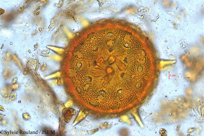Decaschistia trilobata - lame n° 5024