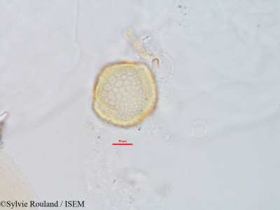 Decorsea livida - lame n° 2824