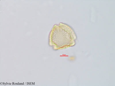 Decorsea livida - lame n° 2824