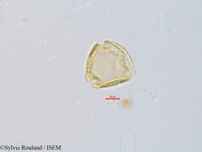 Decorsea livida - lame n° 2824