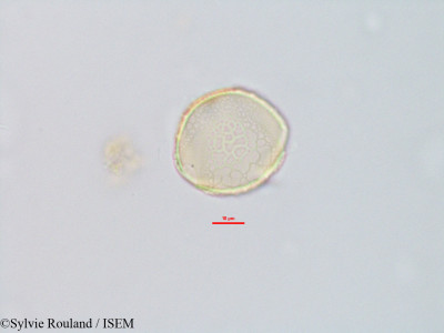 Decorsea livida - lame n° 2824