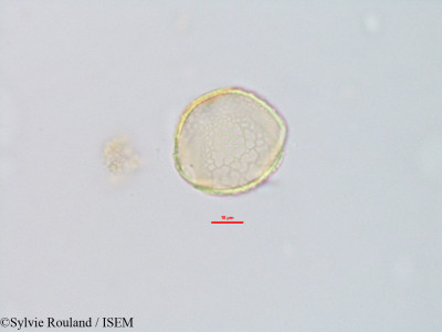 Decorsea livida - lame n° 2824