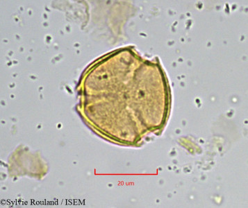 Sylvie.Rouland/Deinbollia_grandifolia_873/Deinbollia_grandifolia_873_0001(copy)_thumb.jpg