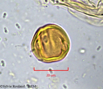 Sylvie.Rouland/Deinbollia_molliuscula_872/Deinbollia_molliuscula_872_0001(copy)_thumb.jpg