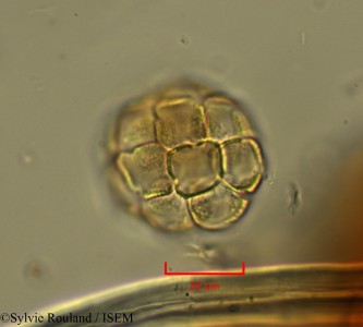 Delaportea armata - lame n° 2148