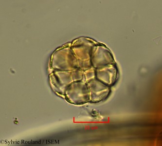 Delaportea armata - lame n° 2148