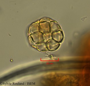 Delaportea armata - lame n° 2148