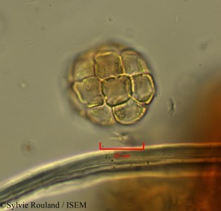 Delaportea armata - lame n° 2148