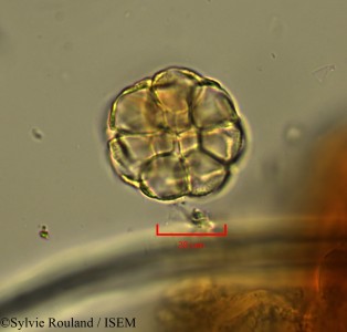 Delaportea armata - lame n° 2148
