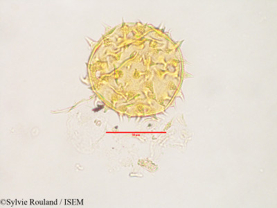 Sylvie.Rouland/Dendroleandria_leandrii_3153/Dendroleandria_leandrii_3153_0001(copy)_thumb.jpg