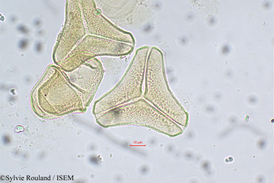 Sylvie.Rouland/Dendrophthoe_memecylifolia_5629/Dendrophthoe_memecylifolia_5629_0001(copy)_thumb.jpg