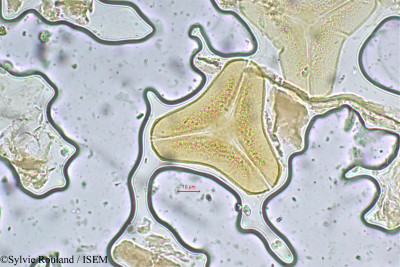 Sylvie.Rouland/Dendrophthoe_neelgherrensis_5483/Dendrophthoe_neelgherrensis_5483_0001(copy)_thumb.jpg