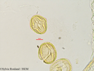 Sylvie.Rouland/Derris_uliginosa_2760/Derris_uliginosa_2760_0001(copy)_thumb.jpg