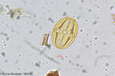 Sylvie.Rouland/Desmodium_cephalotes_5270/Desmodium_cephalotes_5270_0001(copy)_thumb.jpg