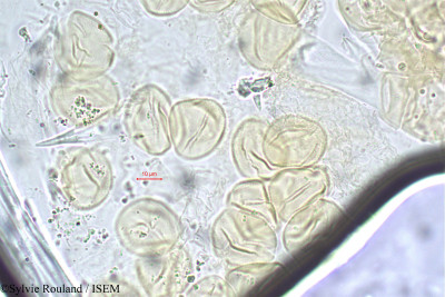 Desmodium lasiocarpum - lame n° 41
