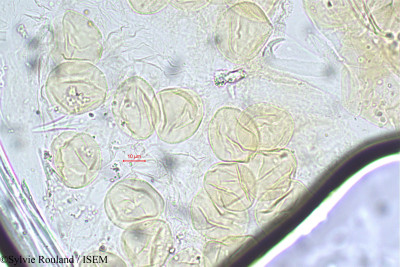 Desmodium lasiocarpum - lame n° 41