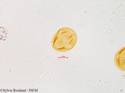 Sylvie.Rouland/Desmodium_latifolium_3992/Desmodium_latifolium_3992_0001(copy)_thumb.jpg